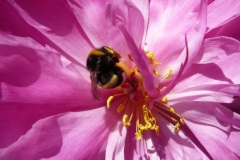 Hummel auf Pfingstrose 2011
