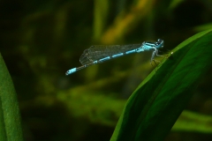 Libelle