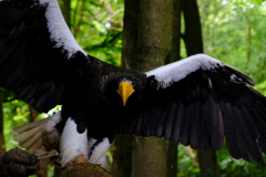 Riesenseeadler-Anja