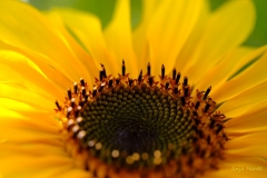 Sonnenblume-1