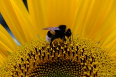 Sonnenblume-2