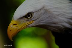 Weisskopfseeadler-2-Anja