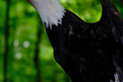 Weisskopfseeadler-3-Anja