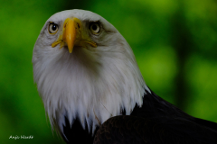 Weisskopfseeadler-Anja