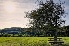 Herbstbaum Gegenlicht
