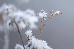 Pflanze-im-Frost-3-vk-DSCF0204