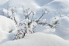 Strauch-im-Schnee-vk-IMG_6156