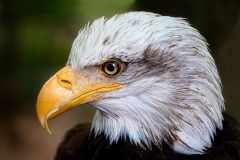Weisskopfseeadler-8x-vk-DSCF7370