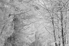 Winterwald-xx-vk-IMG_6698