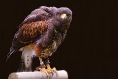 Wuestenbussard-8x-vk-DSCF6678_GEN-2