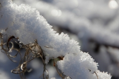 BL-Winter-1