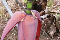 Bananenblüte