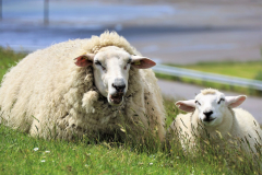 Anita-Ho-Auf-dem-Deich