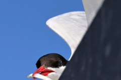 Anita-Ho-Bewegungsfoto