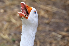 Anita-Ho-Tierportrait