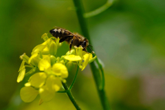 Biene-Anja-10-Jun-2022_0488