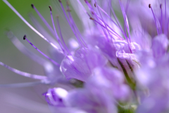 Blume-Anja