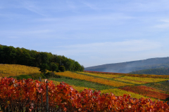 Herbst-in-den-Weinbergen-An