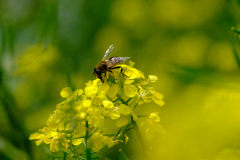 Raps-mit-Biene-Anja