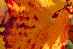 Weinblaetter-im-Herbst-Anja