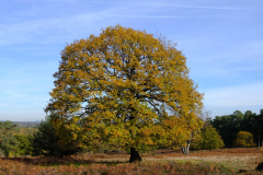 alte-Eiche-Anja