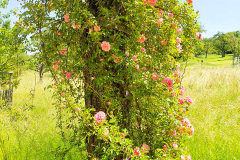 BL-Sommer