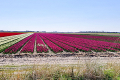 BL-Tulpenfeld