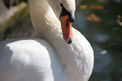 BL-stolzer-Schwan