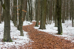 BL-vorgezeichneter-Weg