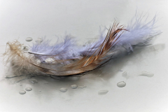 Federn-aus-dem-Kopfkissen-1