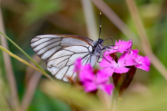 Harzer-Schmetterling