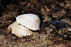 Strandmuscheln