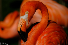 1.Flamingo-Anja