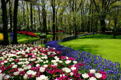 10.Keukenhof-Anja