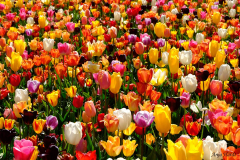 11.Tulpen-Anja