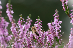 8.Heide-Biene-Anja
