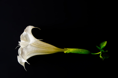 Brugmansia-arborea-Engelstrompete-von-rechts-vk-DSCF1971