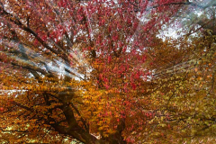 Defokus-Baum-am-Bach-kl-DSCF4580