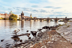 Prag-Moldau-mit-Karlsbruecke-xx-vk-IMG_5069