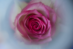 Rose-3x-vk-DSCF5790