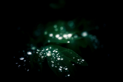 viele-Tautropfen-xxx-vk-