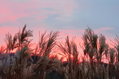 BL23_Graeser-im-Abendrot
