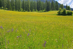 BL23_Sommerwiese