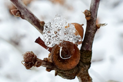 BL23_Winter-1