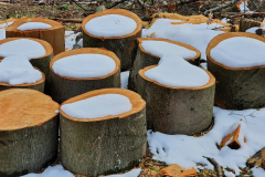 BL23_Winter