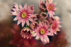 P7042603_stack-Blueten