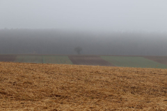 Nebel_Besigheim