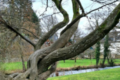 Gefloechtener-Baum-an-der-Wiehl