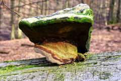 Starker-Pilz