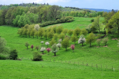 Fruehlingsbluete